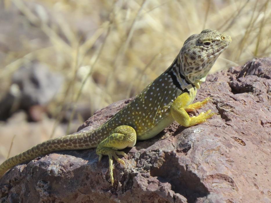 Reptile Lizard Wildlife
