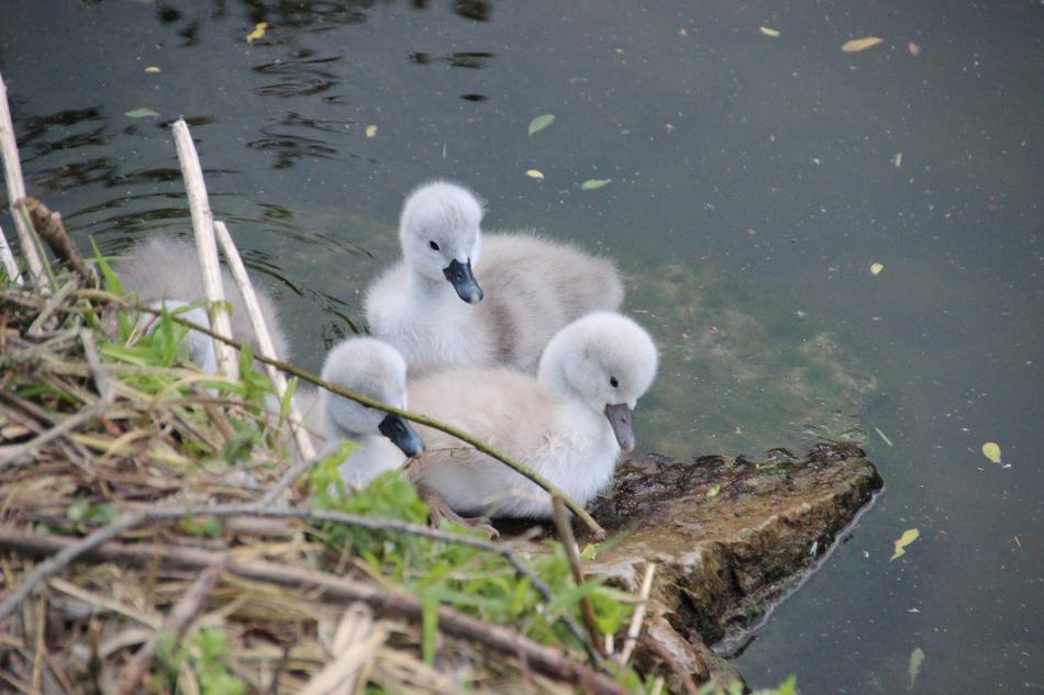 Swan Chicks Swans Water