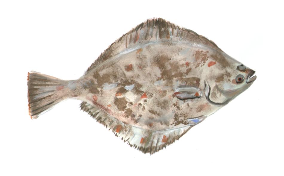 flounder fish water