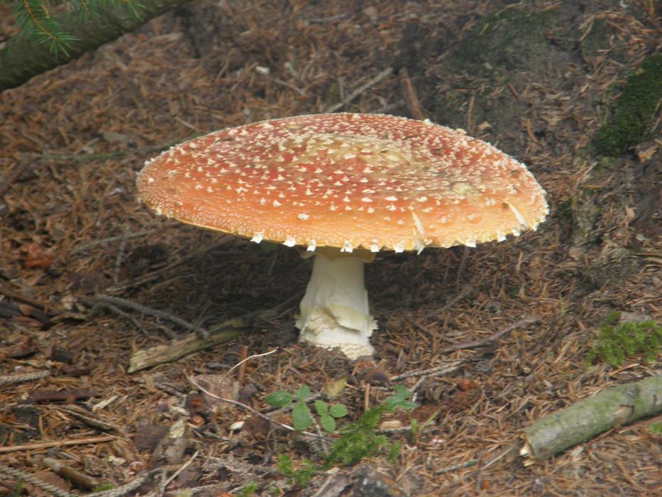 Amanitas Mushrooms Amanita