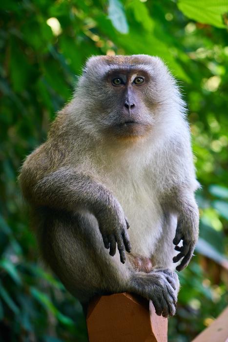 Macaca munzala, male Animal in Wild, malaysia