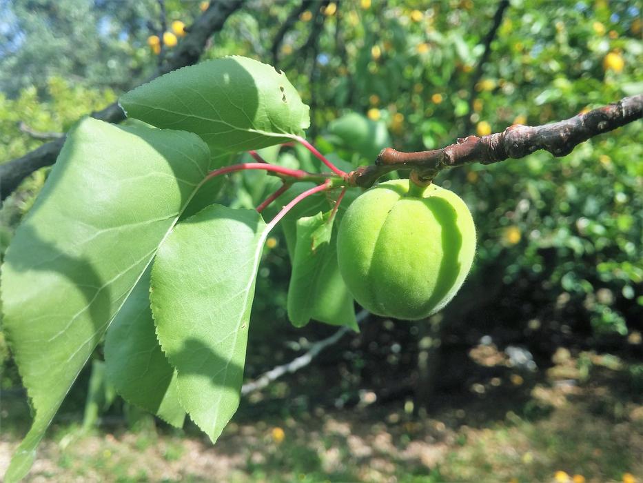 Apricot Green