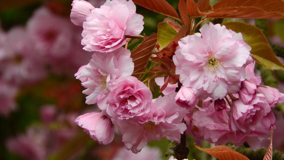 pink peonies background