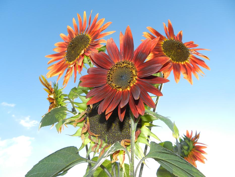 Sunflower Bouquet Flowers