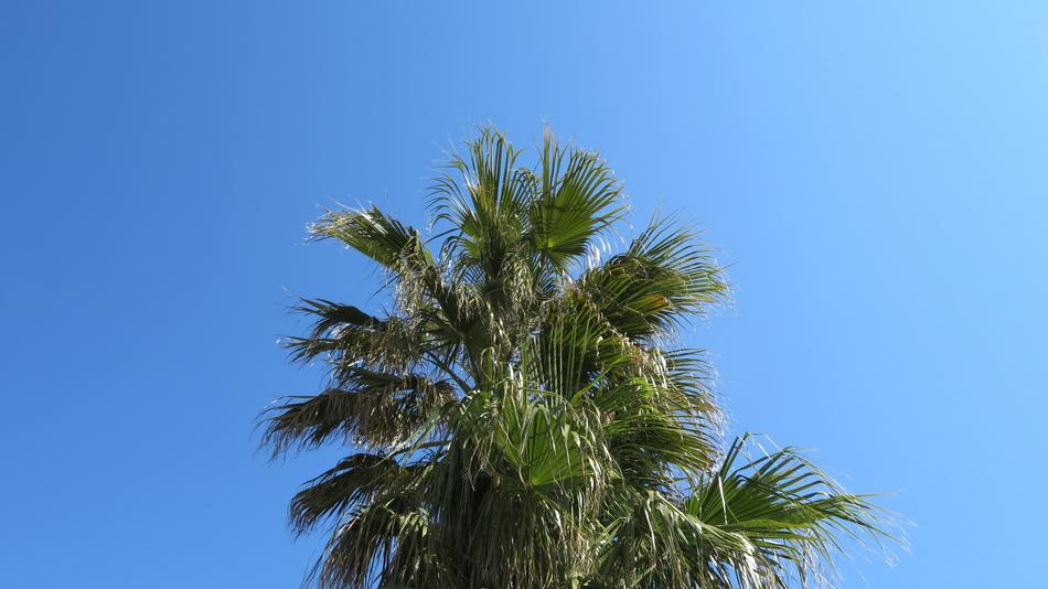 Palm Sky Summer Partly