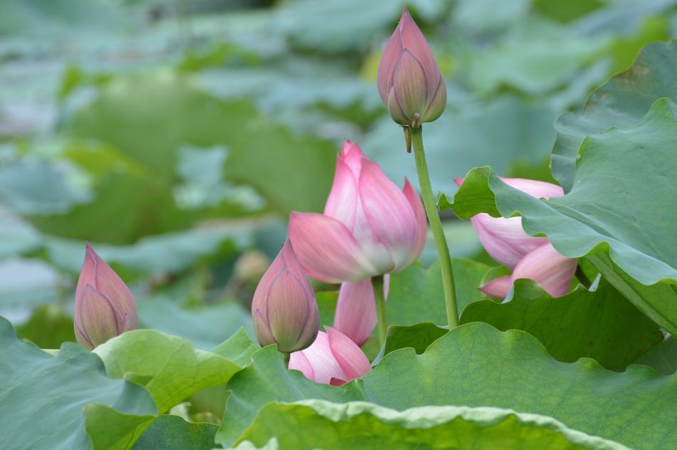 Chase Lotus