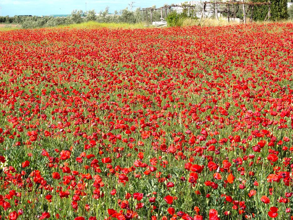 Poppy Field Wild