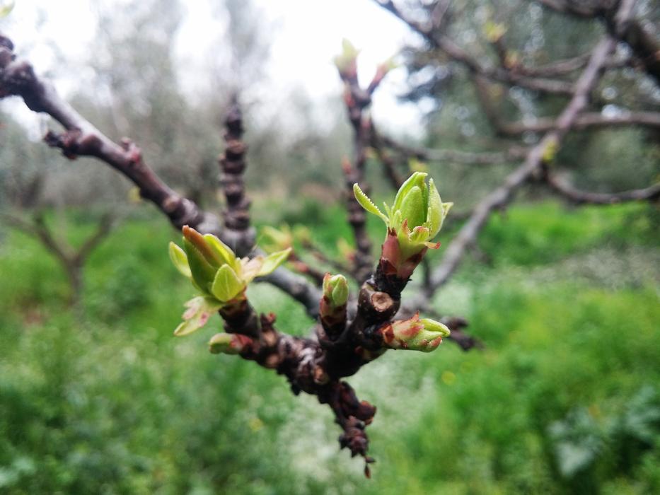 branch with macro leaves