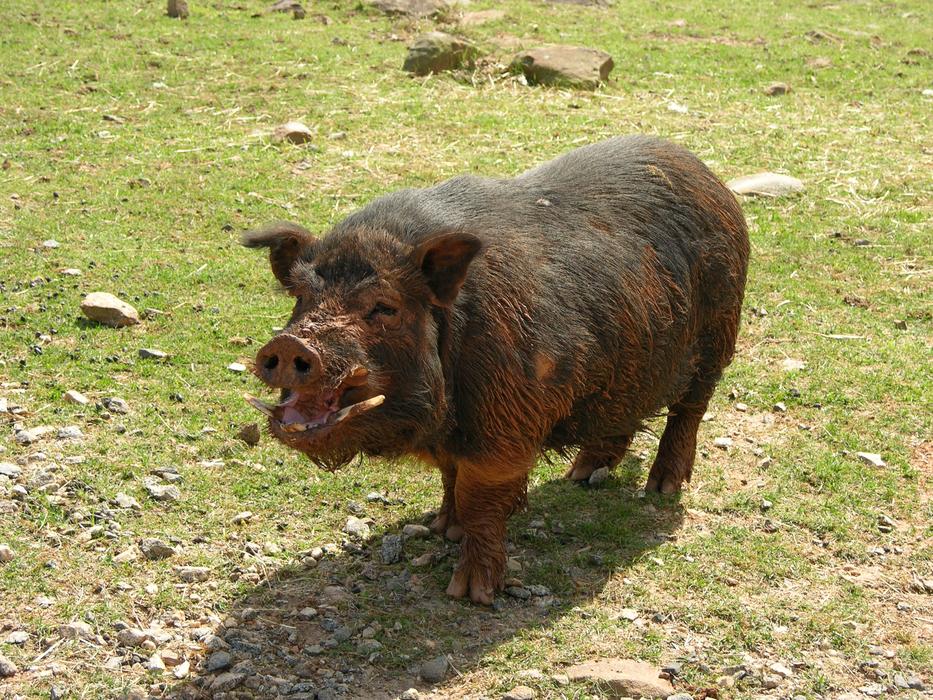 big pig with wool