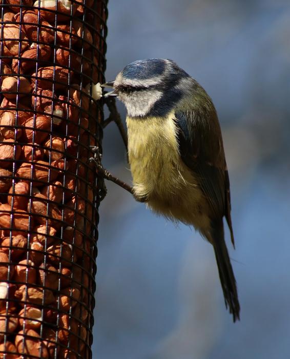 Bluetit Tit Bird