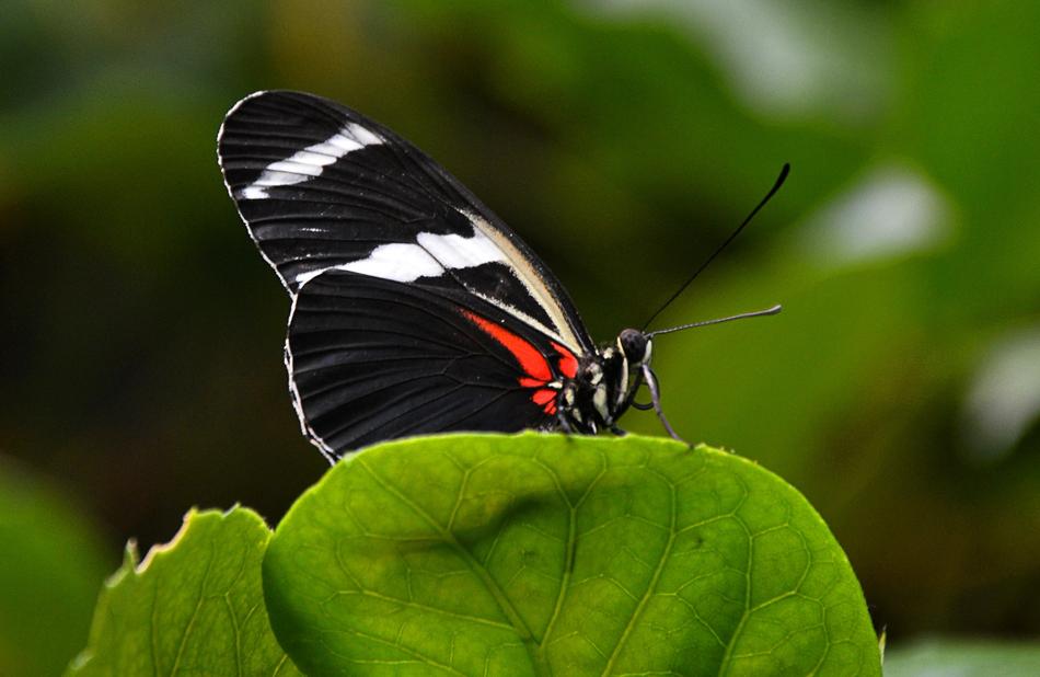Butterfly Black White macro blur