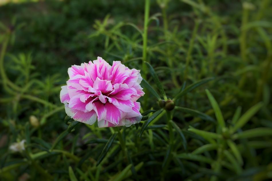 Portulaca Grandiflora Indonesian