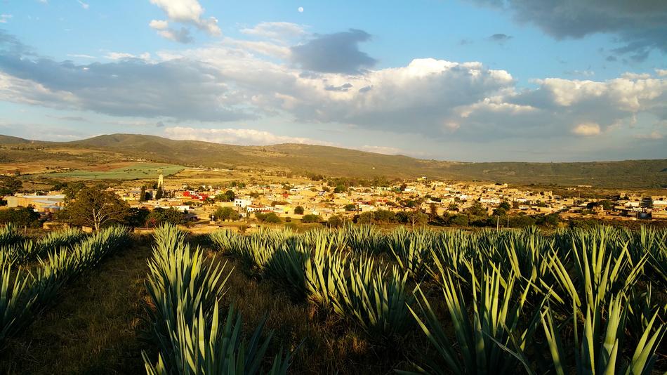 Mexico Agave