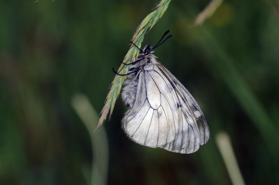 Butterflies Liar Apollo