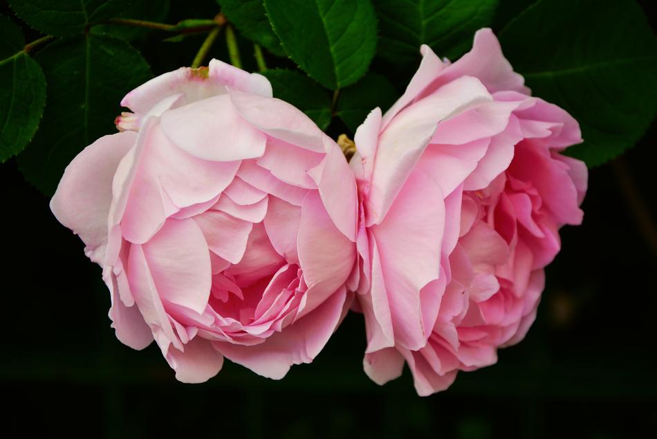 Rose Pink Bloom