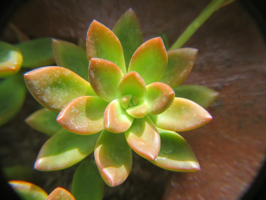 Cactus Green Succulent