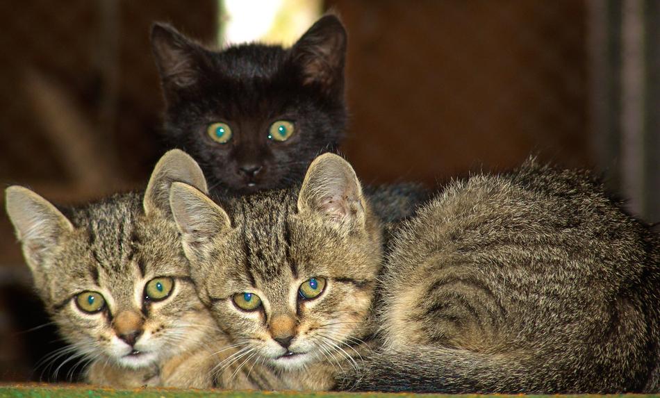 Cats Little Friends