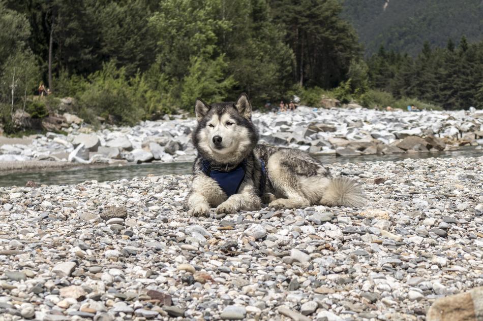 husky on the rocks near the river