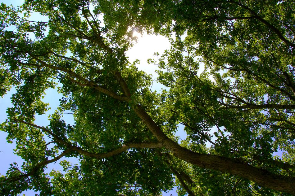 sun shining between the trees