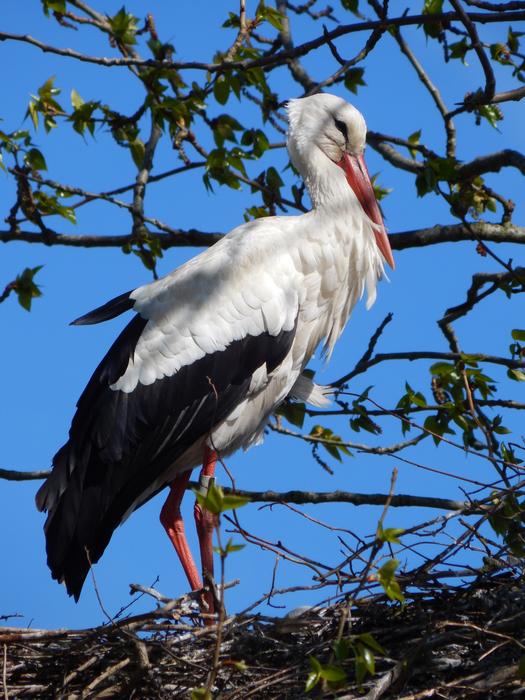 Cute and beautiful, white and black stork on the nest of the tree