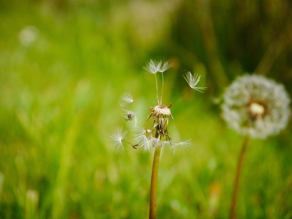 Dandelion Faded Seeds Pointed