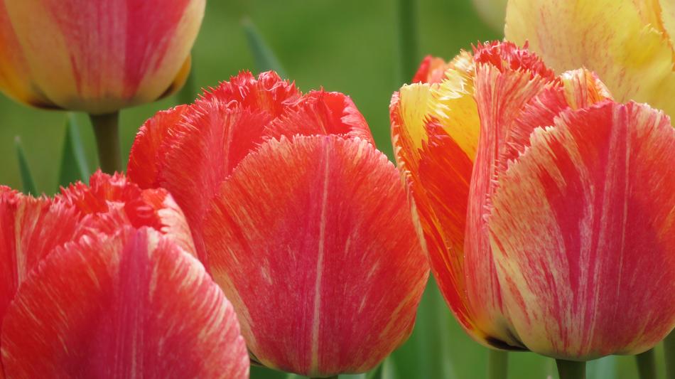 Tulips Spring Color