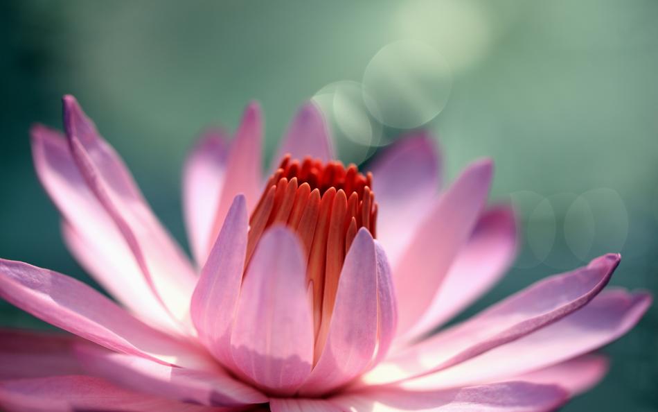 Lotus Flowers Hd