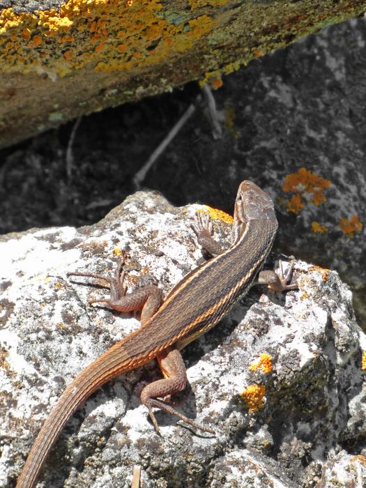 Lizard Sargantana Rock Hide