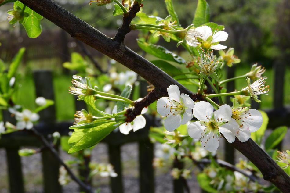 Cherry Blossoms Blossom