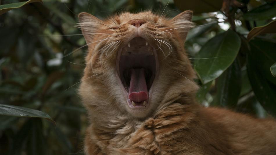 Cat Yawn Funny