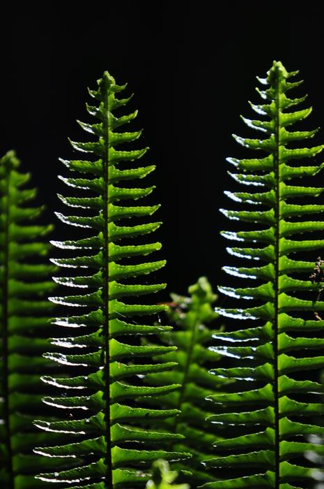 green grass in black background view