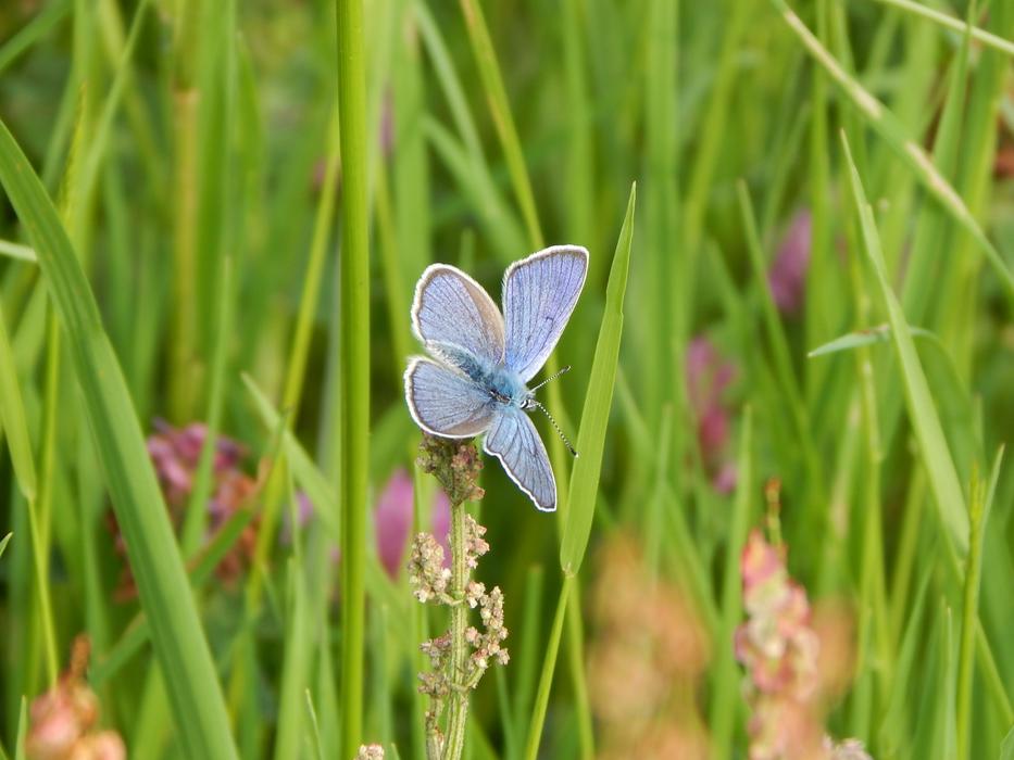 Red Clover-Blue Common Blue Meadow
