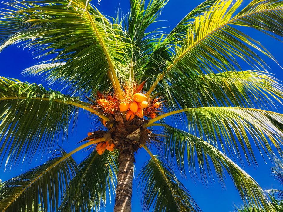 Exotica Palma Koksy Coconut
