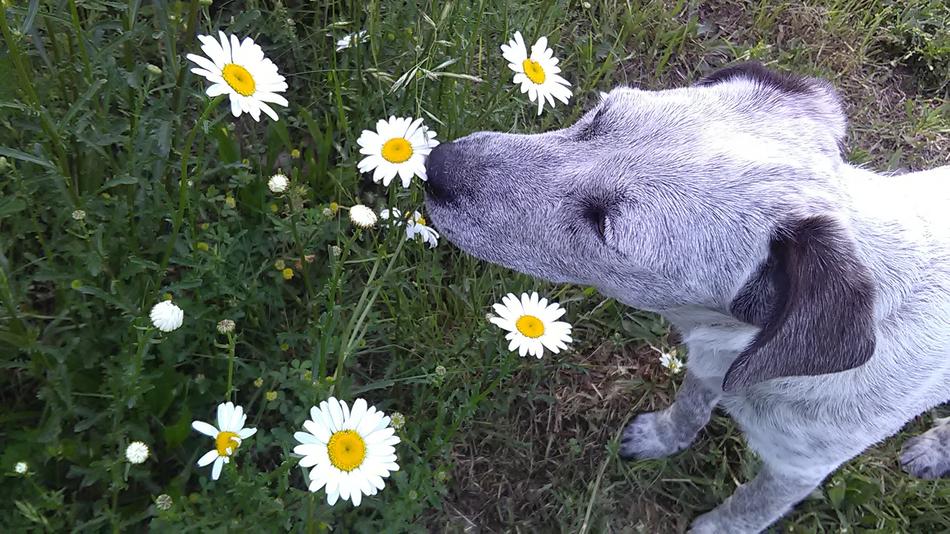 Daisy and Dog Smelling