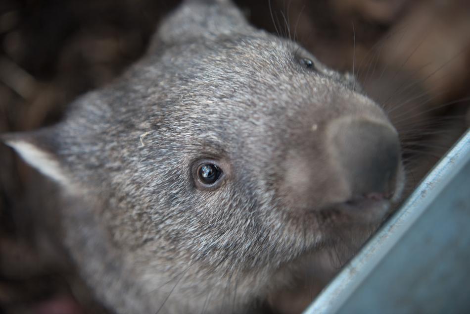 Wombats on a blurred background