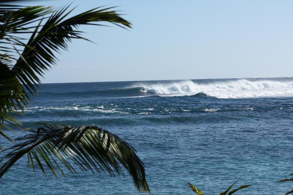 a green palm tree with the ocean on a wave