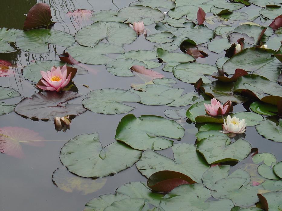 green water lilies with flowers in the pond