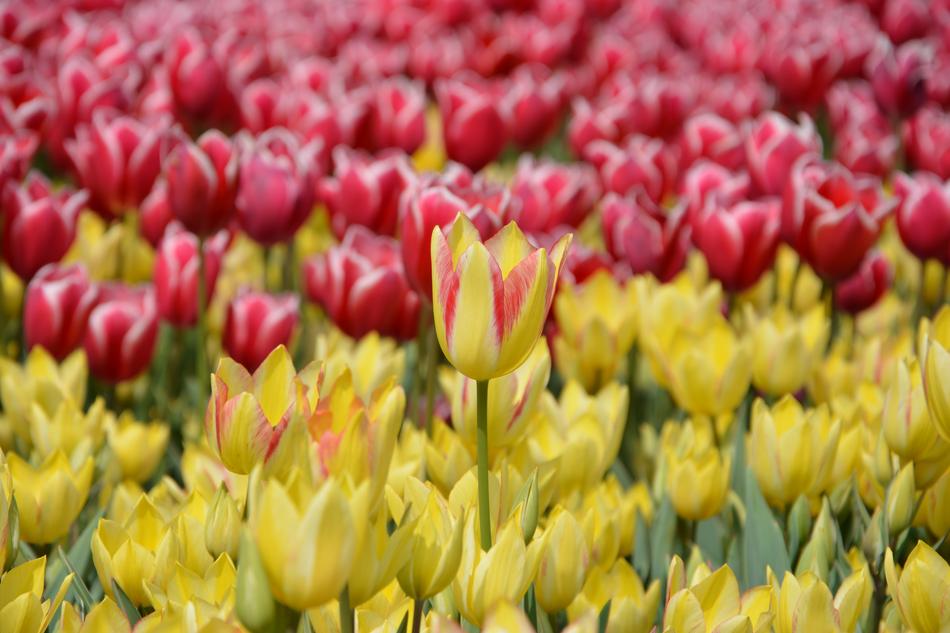 Colorful beautiful tulips in the garden
