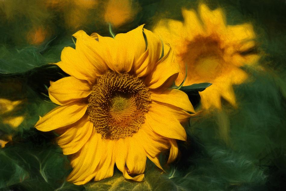 Summer Sunflower Bloom
