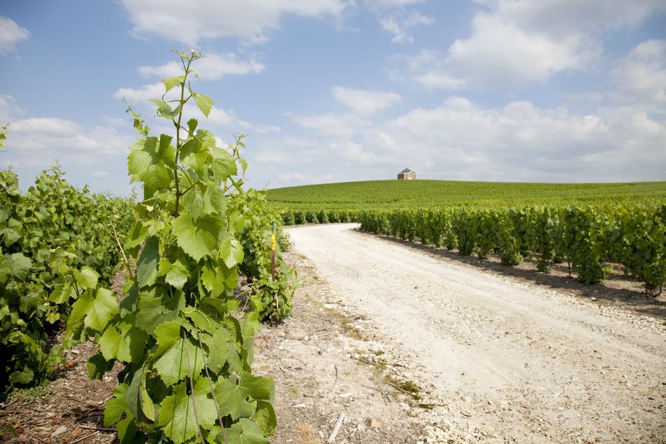 Moët Chandon Winery Mount Sharp