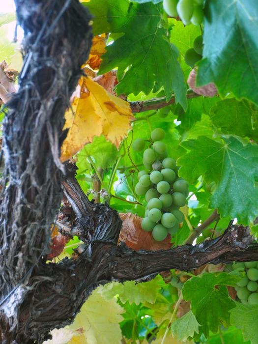 Grape Green Vine Vineyard