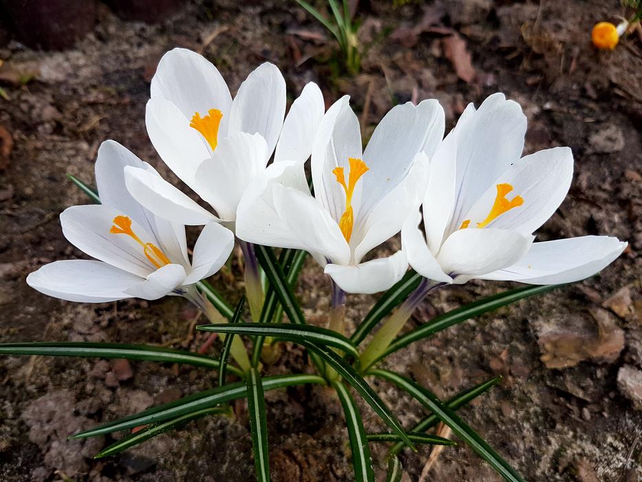 snowdrops green view
