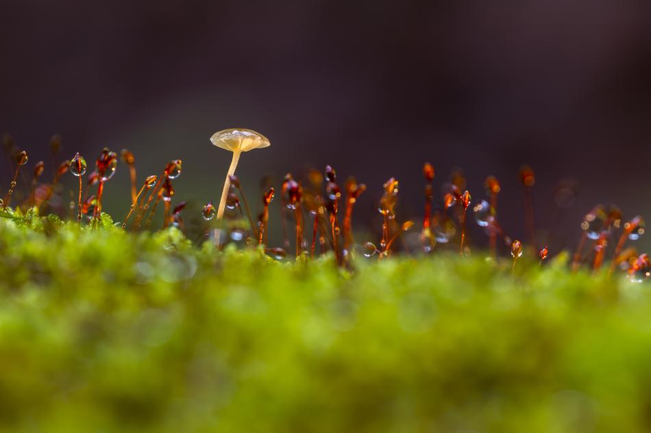 Mushroom Moss Thriving