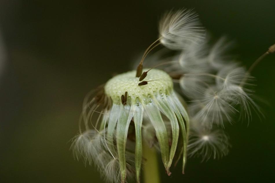 dandelion on the stem