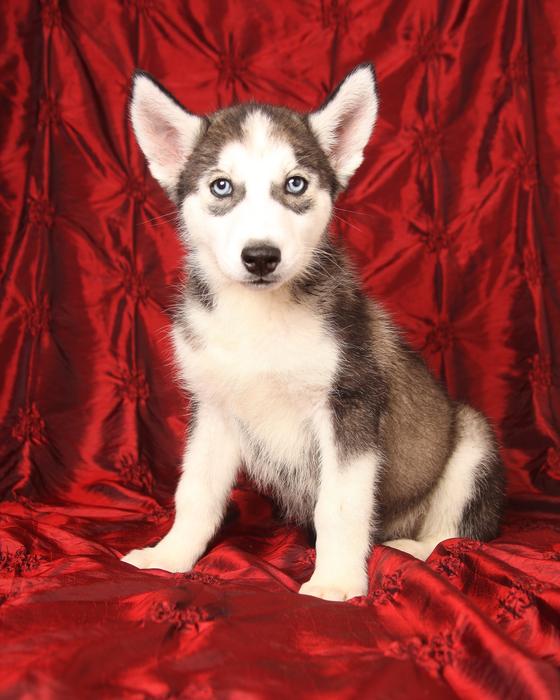 Dog Siberian Husky on photoshoot