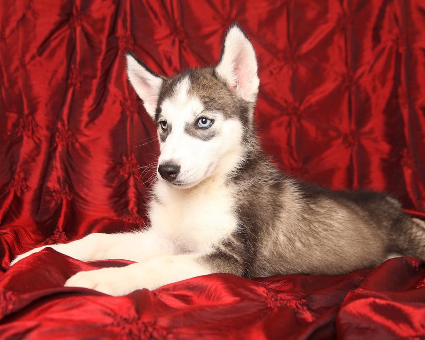 Husky, young Dog laying on red tissue