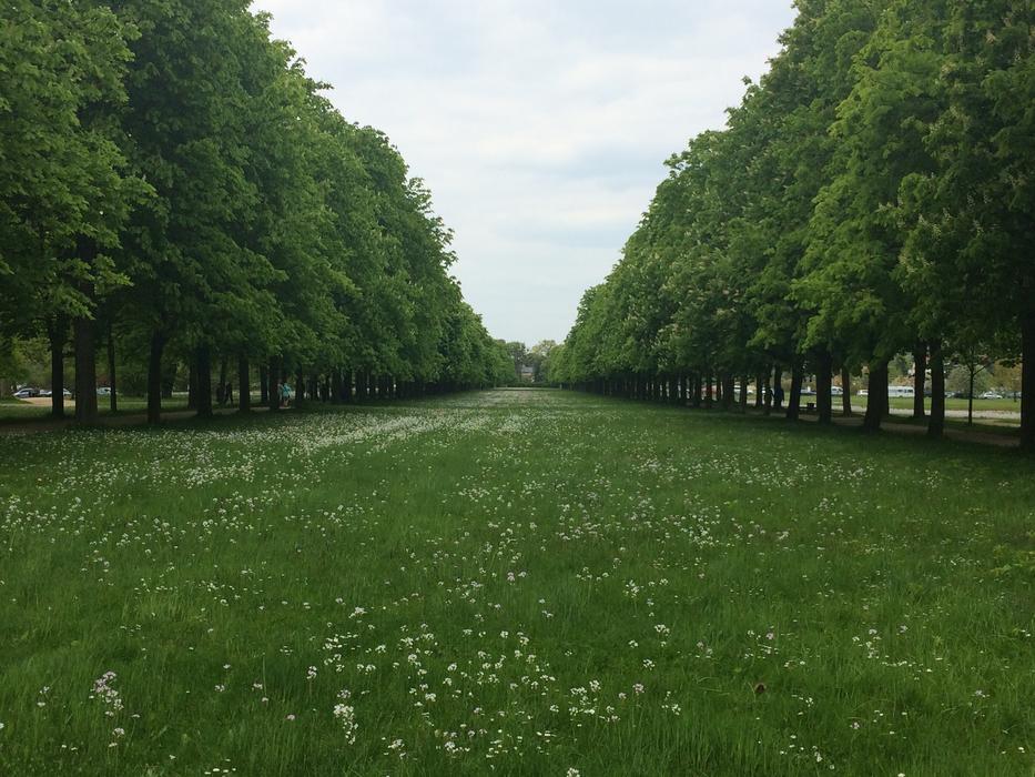 green park with flowers and trees