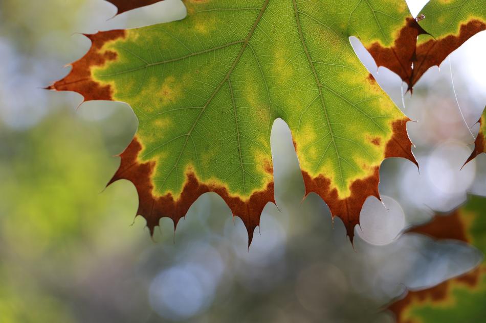 Winter Leaf Green
