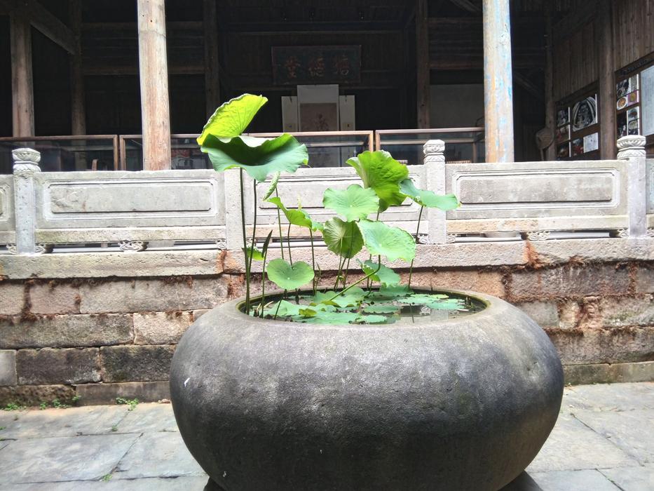 Bowl lotus