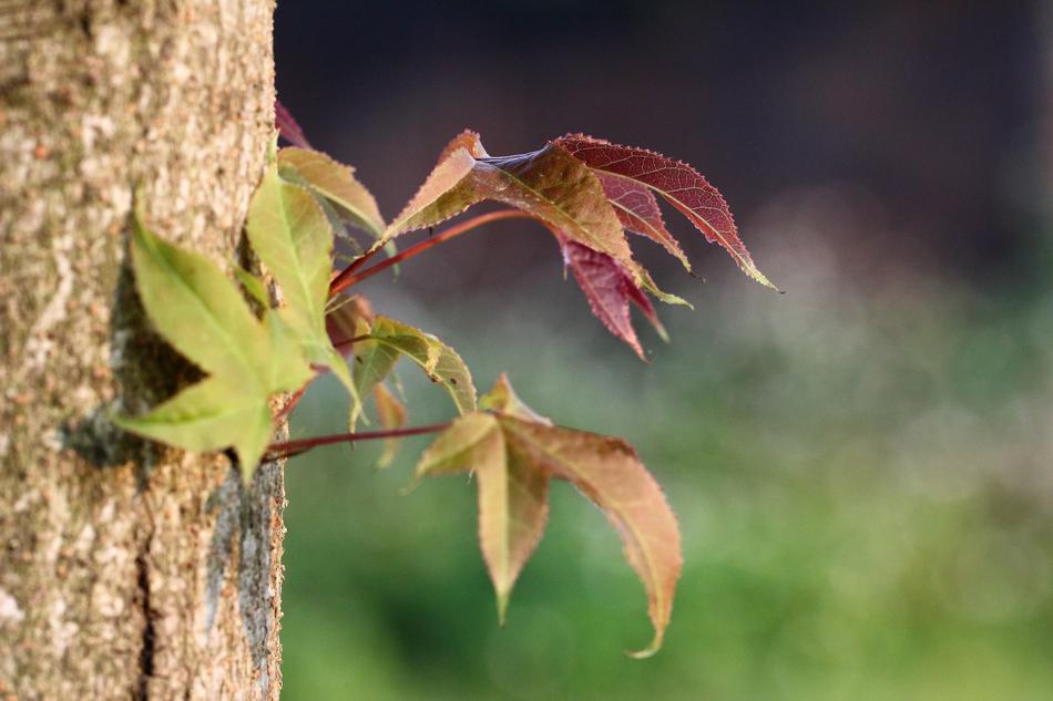 Leaf Trees